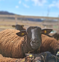Lade das Bild in den Galerie-Viewer, Jura Bio-Zucht Lämmer